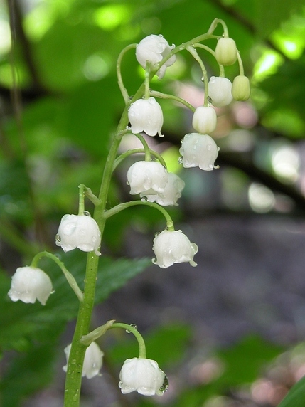 photo "***" tags: nature, flowers