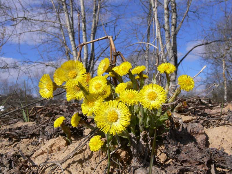 фото "...Весне дорогу!" метки: природа, 