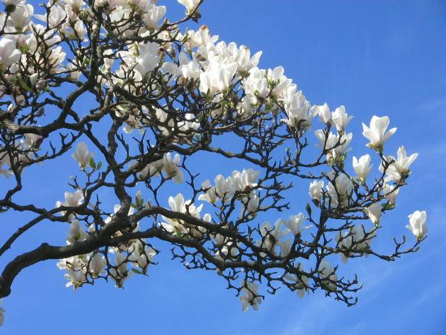 photo "Spring flower." tags: nature, flowers