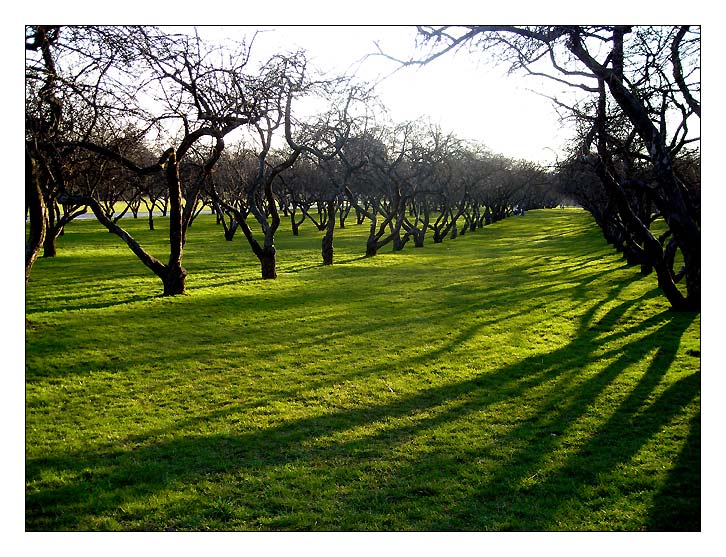 photo "Spring garden" tags: landscape, forest, spring