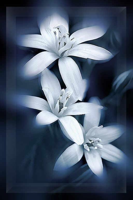 photo "***" tags: nature, macro and close-up, flowers