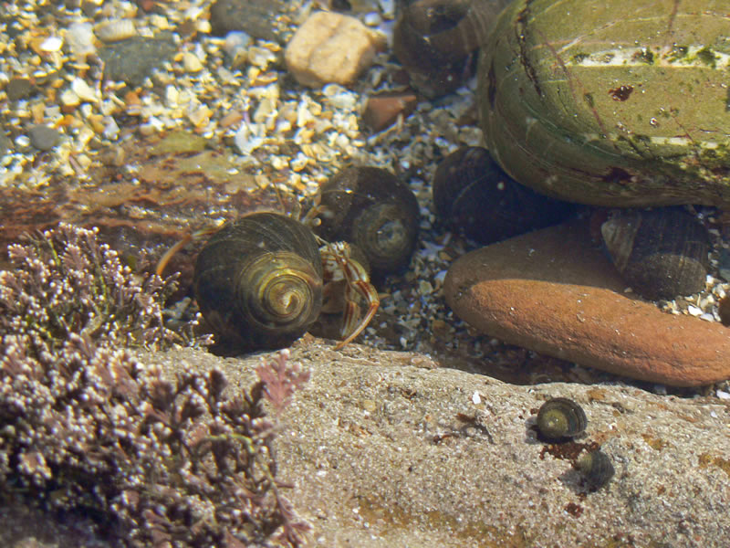 photo "Hermit Crab" tags: macro and close-up, misc., 