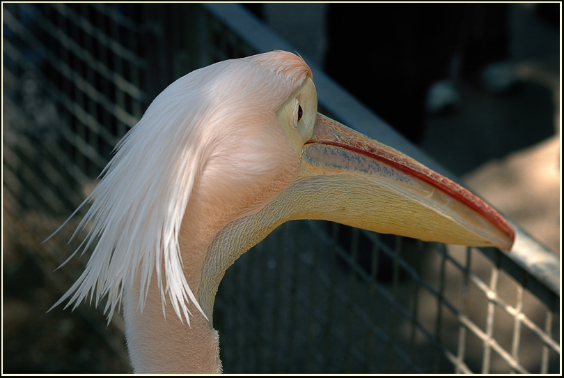 photo "***" tags: nature, genre, wild animals