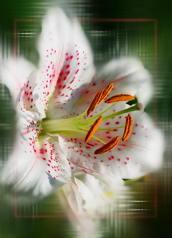 photo "***" tags: nature, macro and close-up, flowers