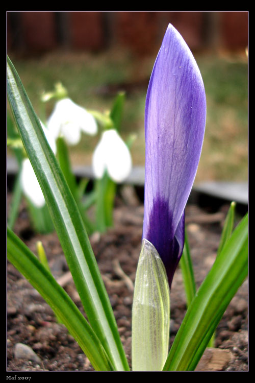 photo "***" tags: nature, flowers