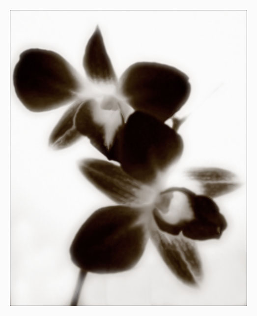 photo "***" tags: black&white, nature, flowers