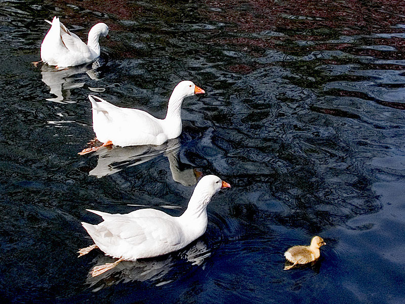 photo "The little duckling" tags: landscape, water