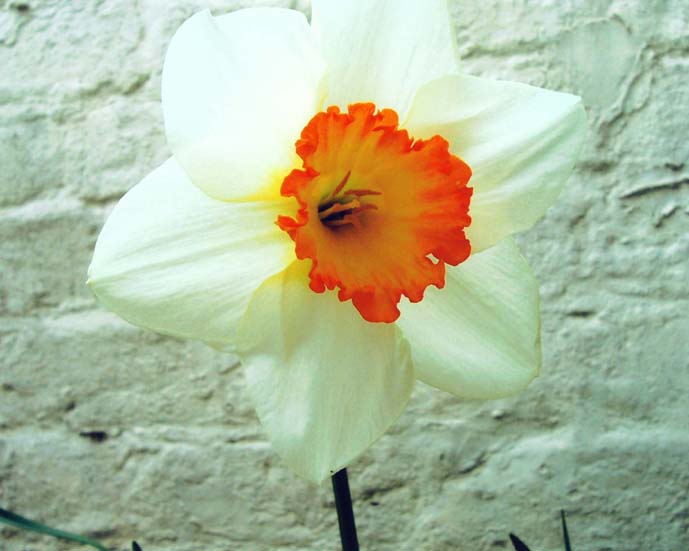 photo "" Orange Petticoat "" tags: nature, macro and close-up, flowers