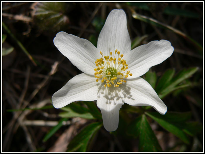 фото "Finaly spring" метки: природа, цветы