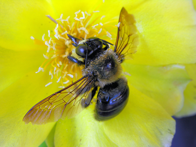 фото "Carpenter bee on cactus flower" метки: макро и крупный план, природа, насекомое