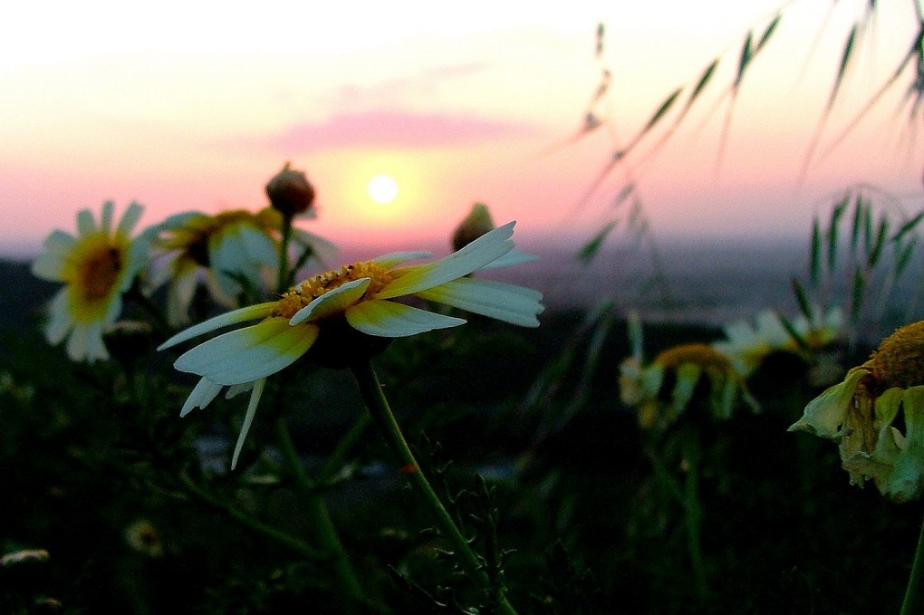photo "Natural painting" tags: nature, landscape, flowers, sunset