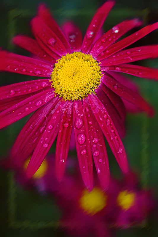 photo "***" tags: nature, macro and close-up, flowers