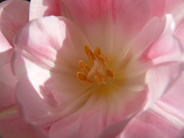 photo "***" tags: nature, macro and close-up, flowers