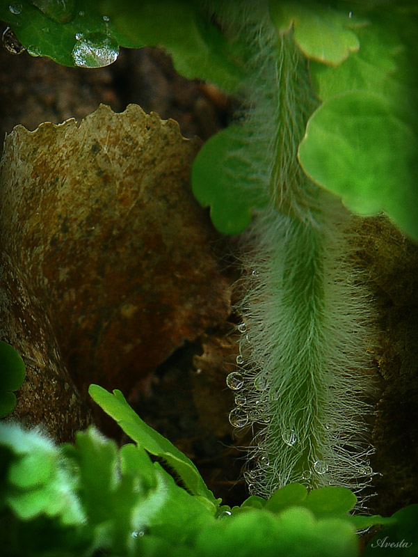 photo "small timber chamber" tags: macro and close-up, abstract, 