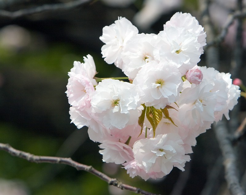 photo "More Sakura II" tags: nature, flowers