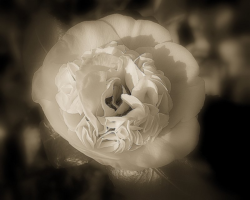 photo "The white rose ..." tags: nature, flowers