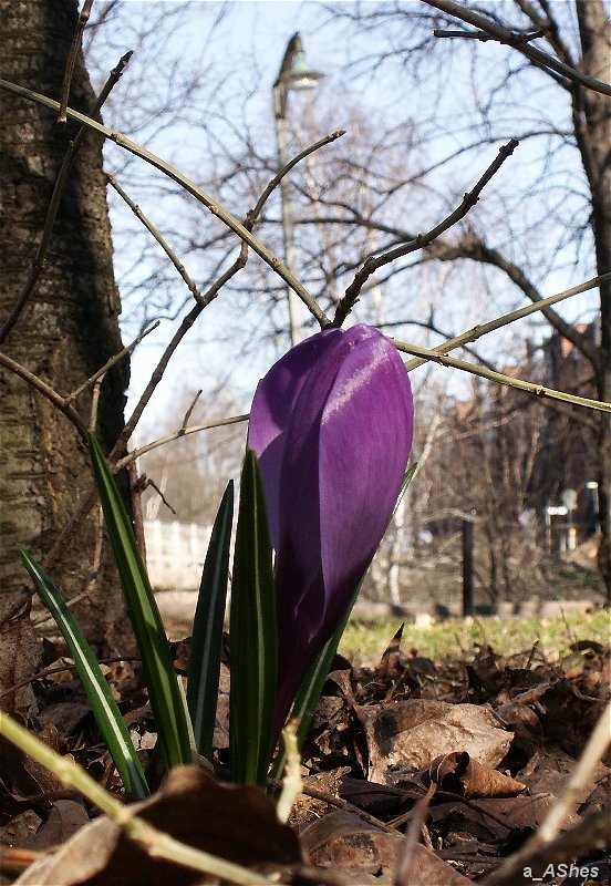 photo "Ирис     Iris  auf  Hesse" tags: nature, landscape, flowers, spring