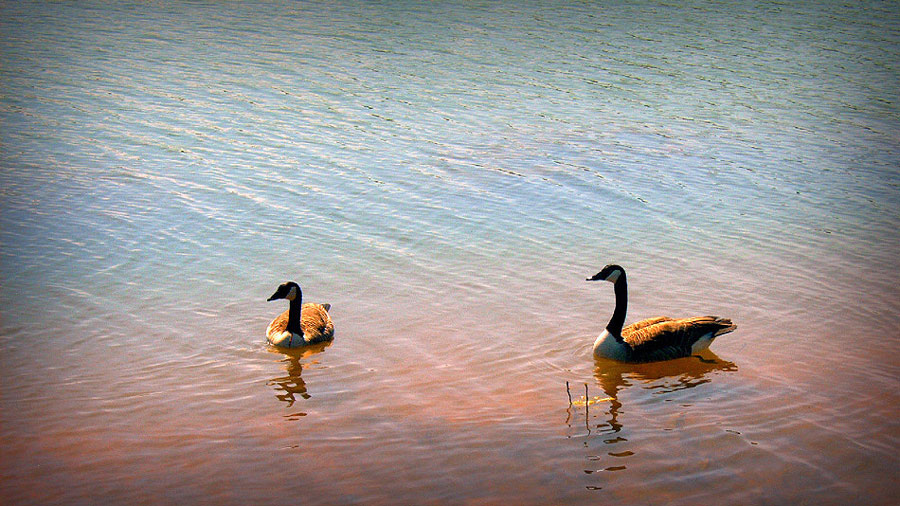 photo "Mom and Dad" tags: nature, pets/farm animals, wild animals