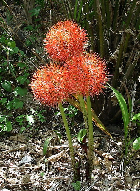 photo "***" tags: nature, travel, Africa, flowers