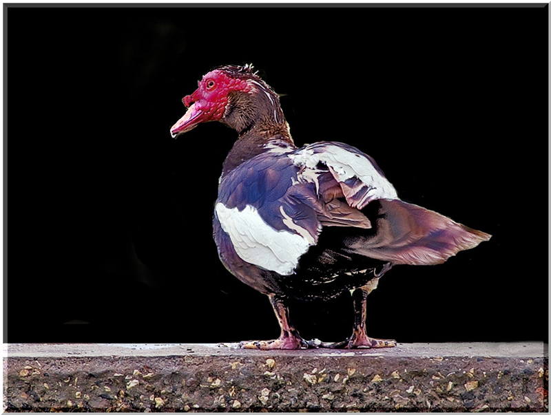 photo "Waterbird" tags: nature, 