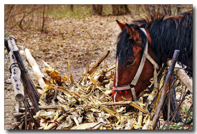 photo "***" tags: nature, pets/farm animals