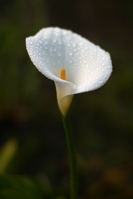 photo "After the rain in the garden" tags: nature, flowers