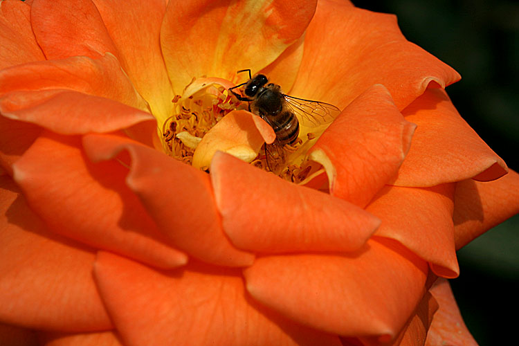 photo "The Rose and the Bee" tags: nature, travel, macro and close-up, Africa, flowers