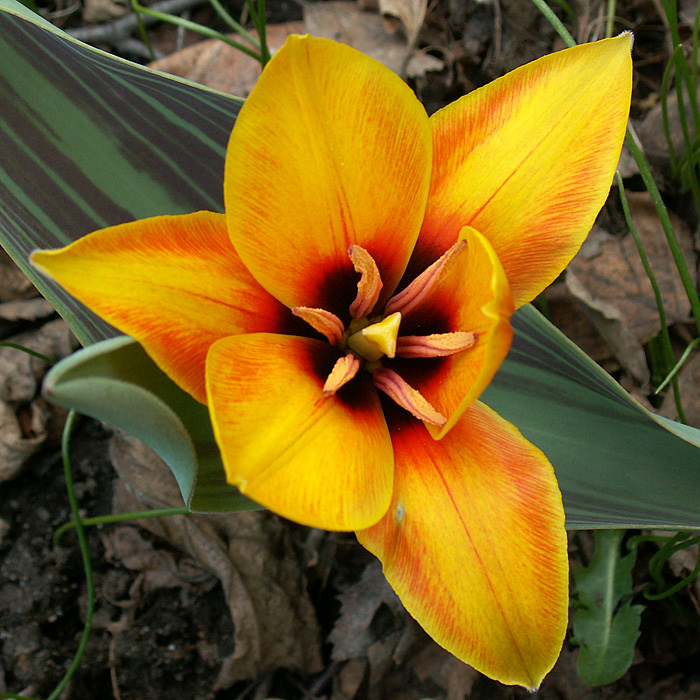 фото "Первый тюльпан" метки: природа, макро и крупный план, цветы