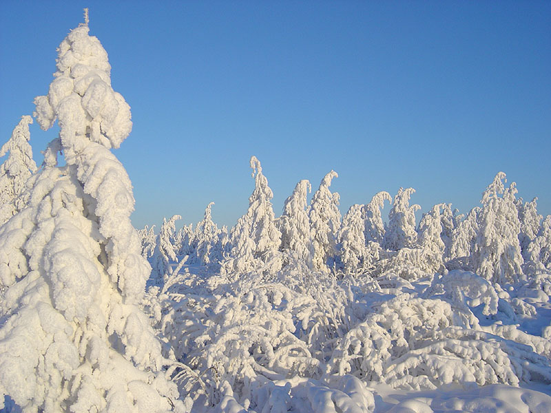 photo "***" tags: landscape, forest, winter