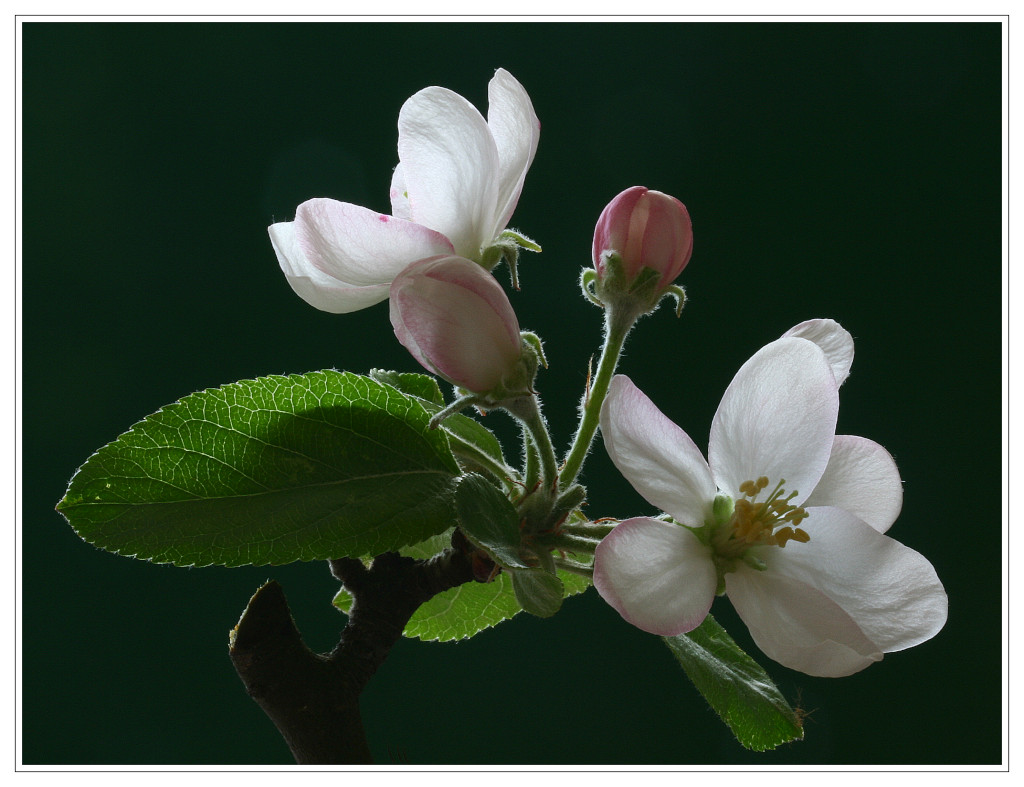 фото "apple" метки: макро и крупный план, 