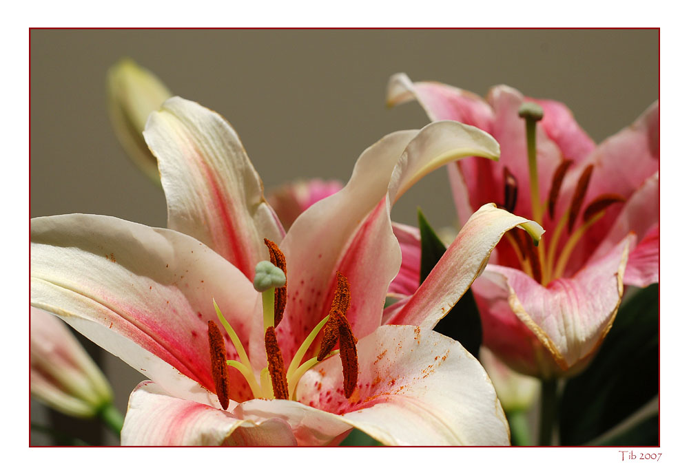 photo "Gemini" tags: nature, macro and close-up, flowers