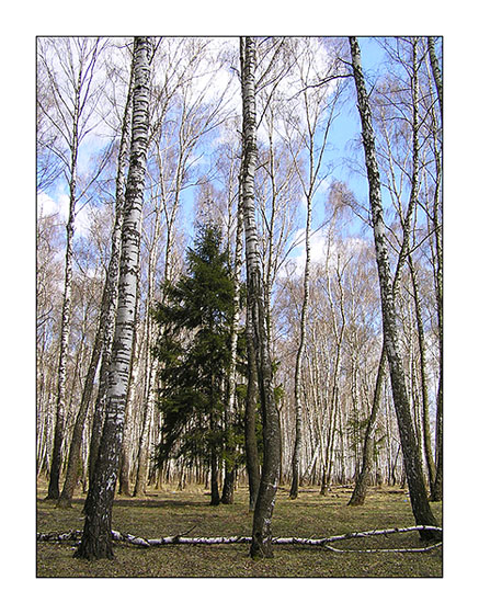 photo "In a birch trap." tags: landscape, forest