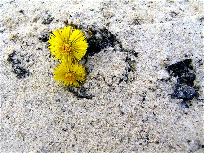 photo "Life through sand" tags: nature, flowers