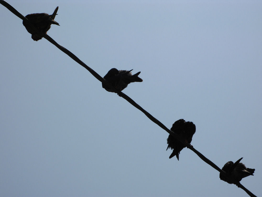 photo "Four in a row..." tags: nature, pets/farm animals