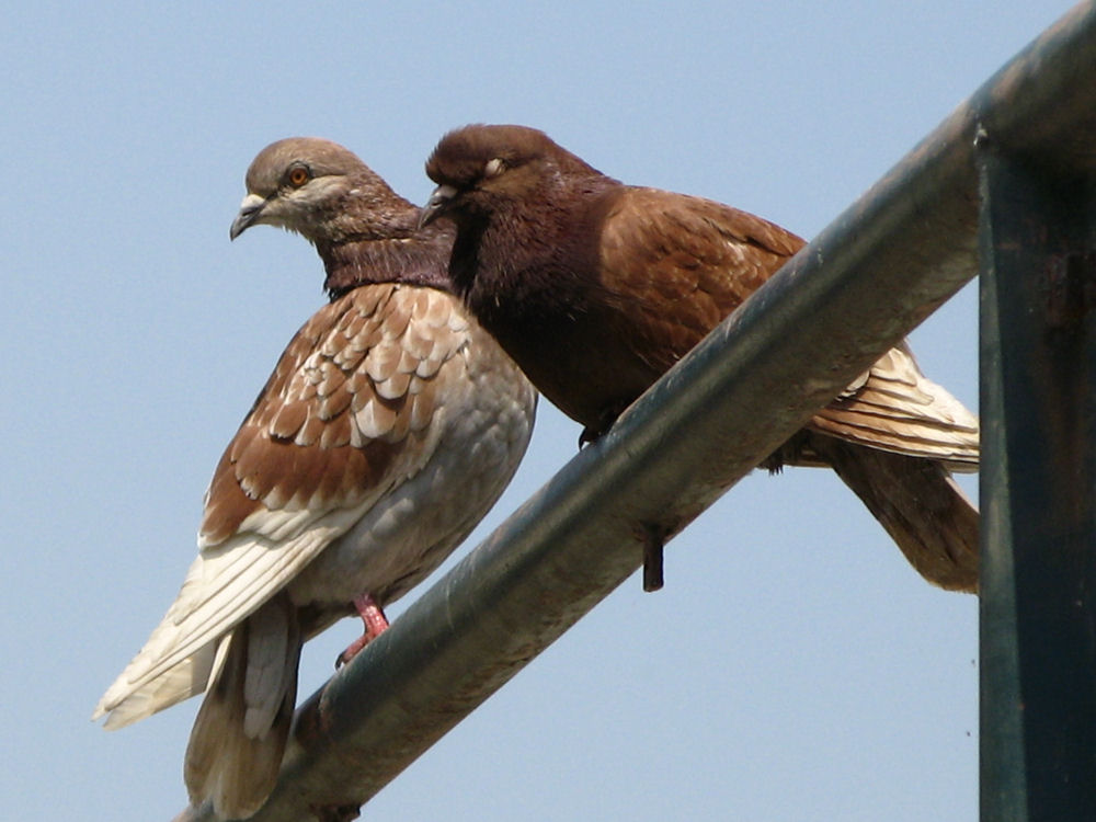 photo "Romantic pair" tags: nature, pets/farm animals