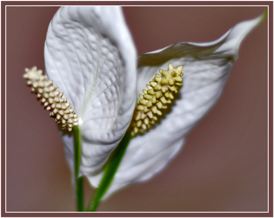 photo "***" tags: nature, flowers