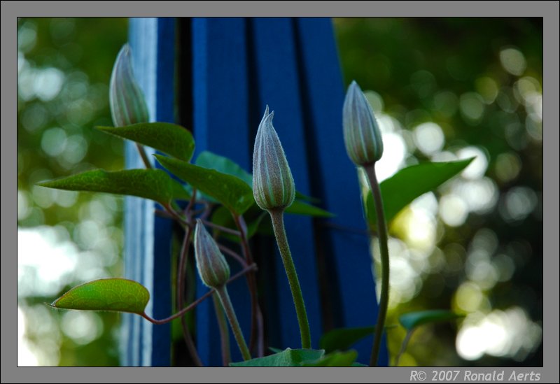 photo "See you soon" tags: nature, flowers