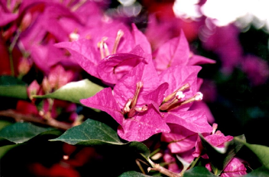 photo "Purpura" tags: nature, macro and close-up, flowers