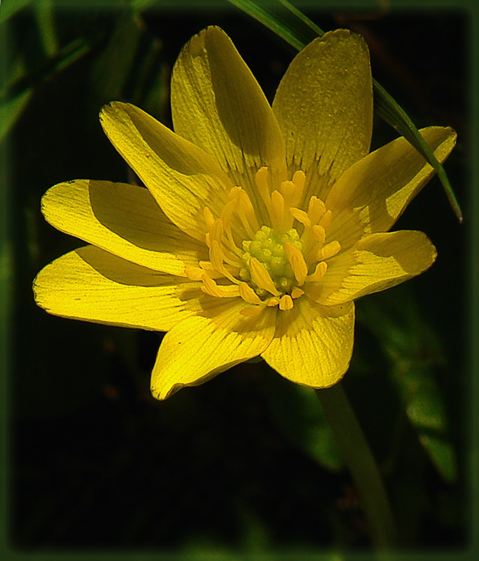 photo "Buttercup" tags: nature, macro and close-up, flowers