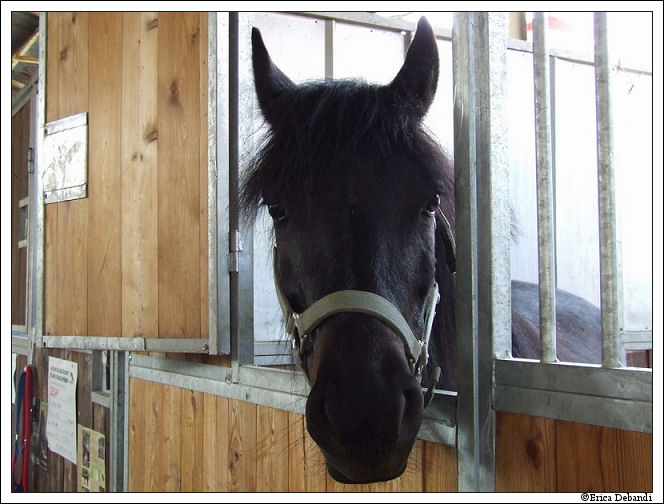 фото "Horse" метки: природа, домашние животные