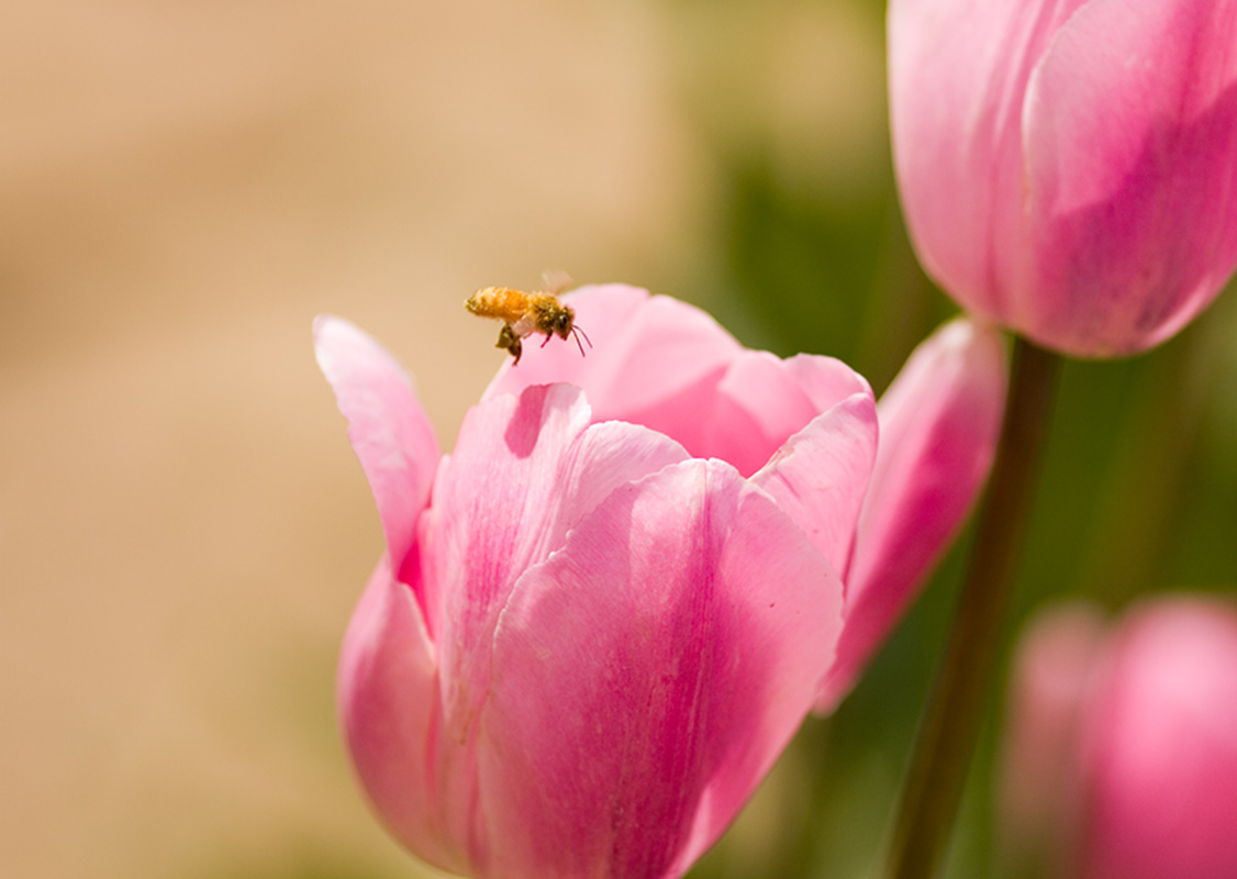 photo "***" tags: nature, flowers, insect