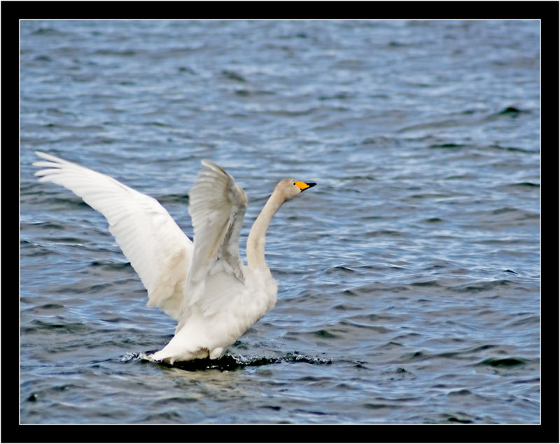 photo "***" tags: nature, wild animals