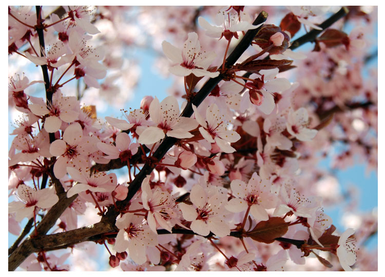 photo "***" tags: nature, flowers