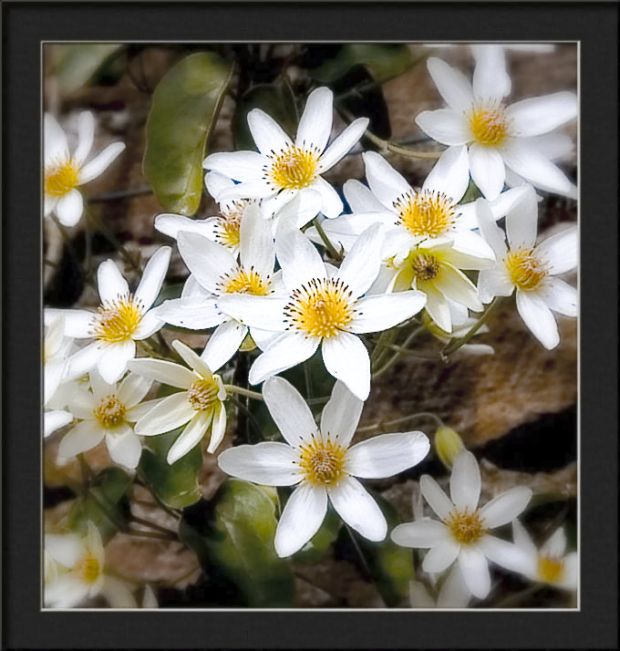 photo "clematis phlebantha" tags: nature, flowers