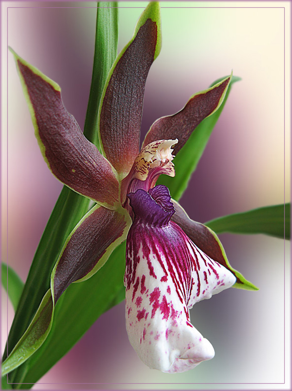 photo "Orchid" tags: nature, flowers