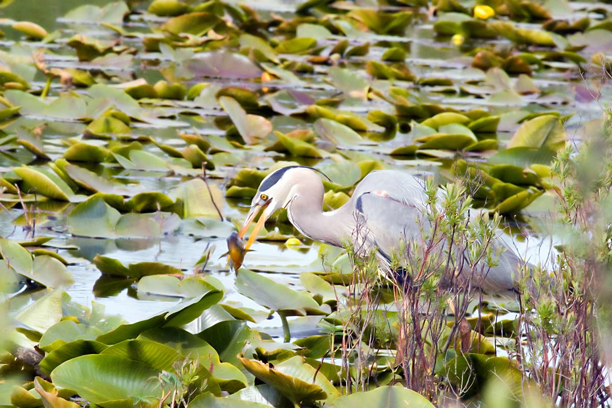 photo "***" tags: nature, wild animals