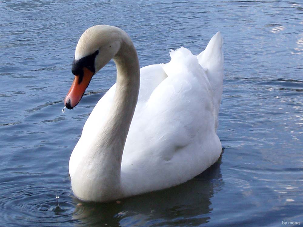 photo "swan" tags: nature, pets/farm animals