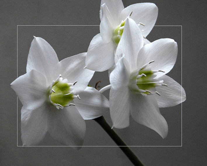 photo "Eucharis grandiflora" tags: nature, flowers