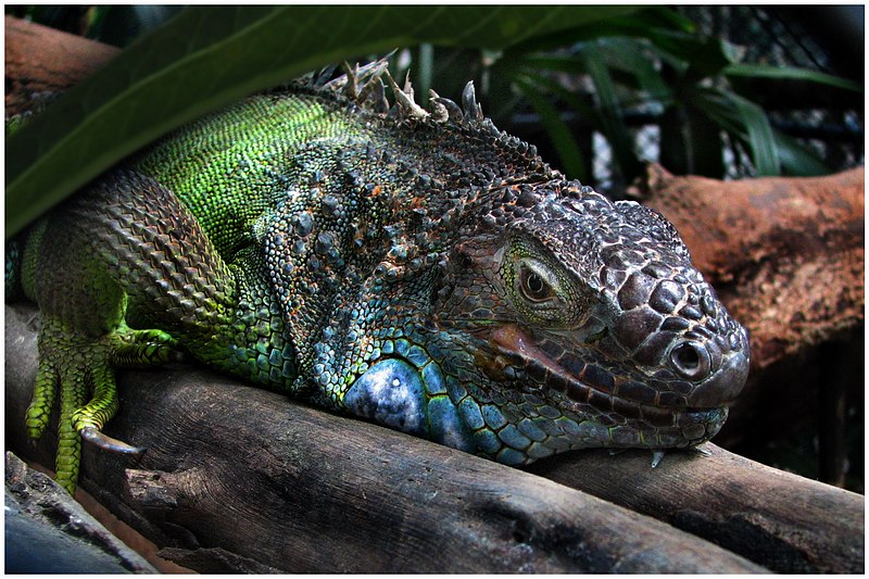 photo "iguana" tags: nature, wild animals