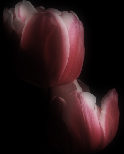 фото "Tulips" метки: природа, цветы